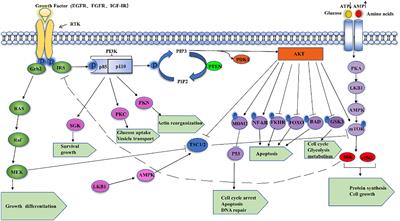 Advances in the role of microRNAs associated with the PI3K/AKT signaling pathway in lung cancer